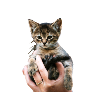 Close Up Of A Cute Tabby Kitten Being Gently Held By Hands, Showcasing Its Innocence And Charm. 13495 - Cat PNG image with transparent background